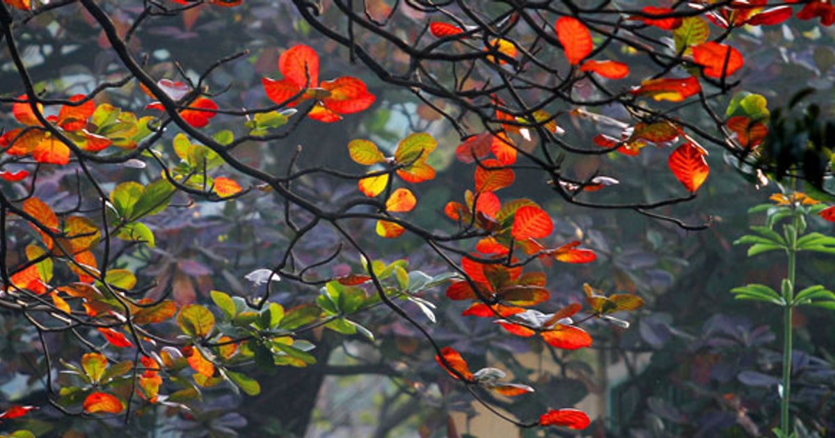 Điều kỳ diệu của mùa
Đông